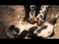 4 cute suckling piglets - 4 schattige zogende biggetjes