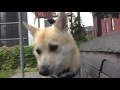 Talking Buhund の動画、YouTube動画。