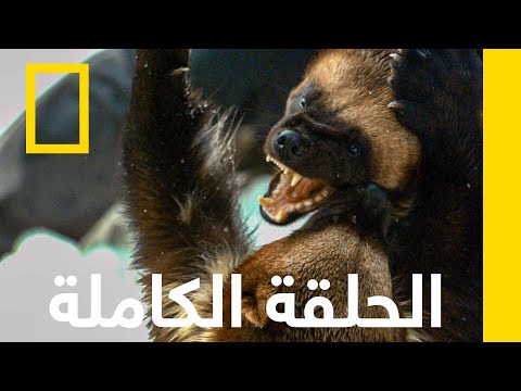 الوولفرين أميركا البري ة ناشونال جيوغرافيك أبوظبي