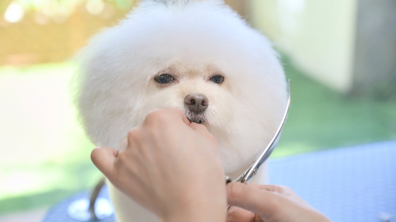 Вы довольно уникальны, не так ли? (Груминг чихуахуа × той-пудель)