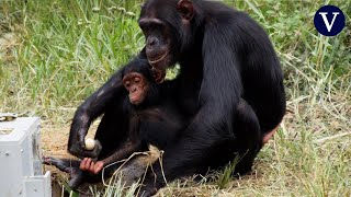 Una chimpancé porta el cadáver de su cría desde hace dos meses