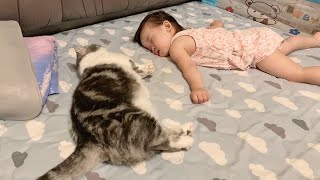 [CC SUB] The little owner sleeps and the cat quietly accompanies.