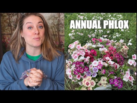 Video: Roční informace o Phloxu – informace o pěstování rostlin Drummond's Phlox