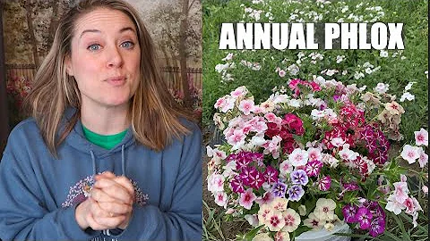 Growing Annual Phlox as a Cut Flower : Flower Hill Farm - DayDayNews