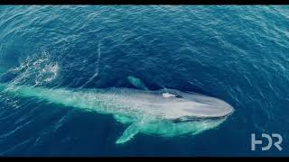 Drone video of a rare blue whale feeding off Virginia