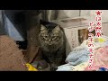 実は可愛い元野良猫チナさん