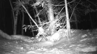 Coyote Filmé En Monteregie