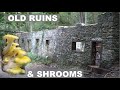 Trouver de vieilles ruines et chercher des champignons  elementalmakerb