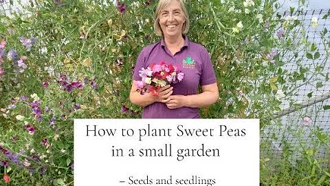 How to plant sweet peas in a small garden - seeds ...