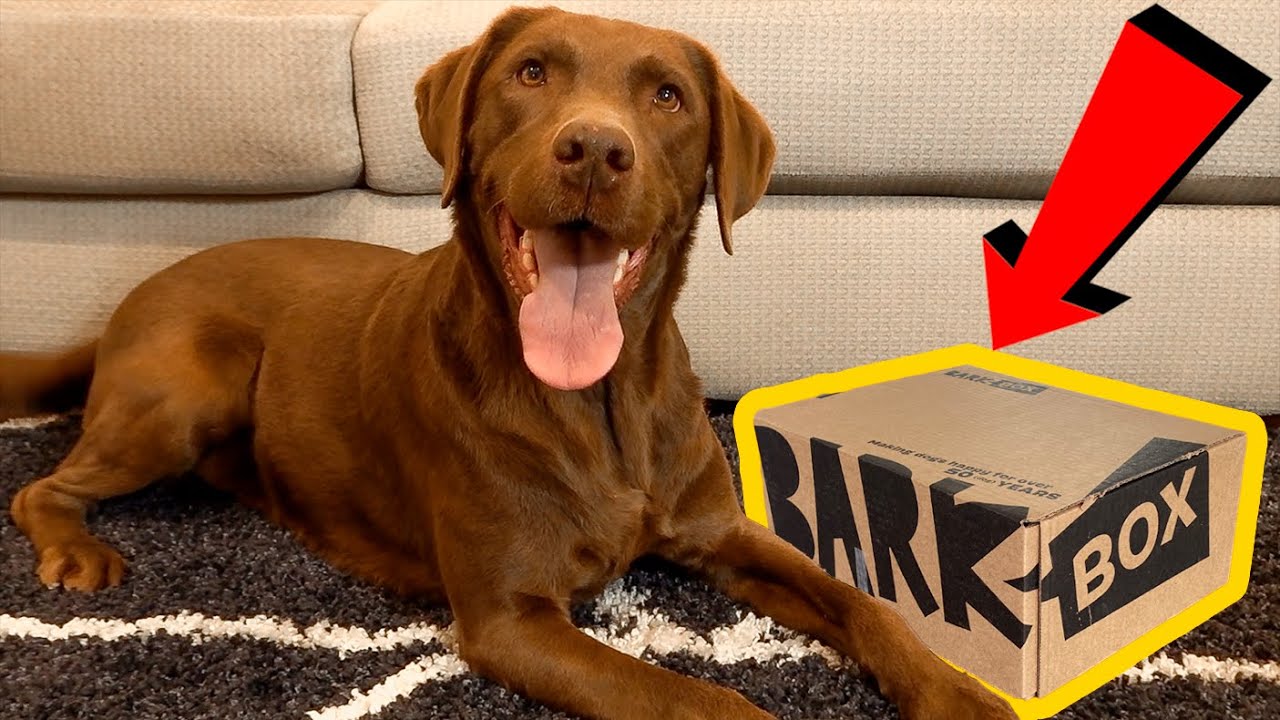 BarkBox Toy and Treat Haul! YouTube