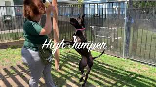 Ruby Available For Adoption