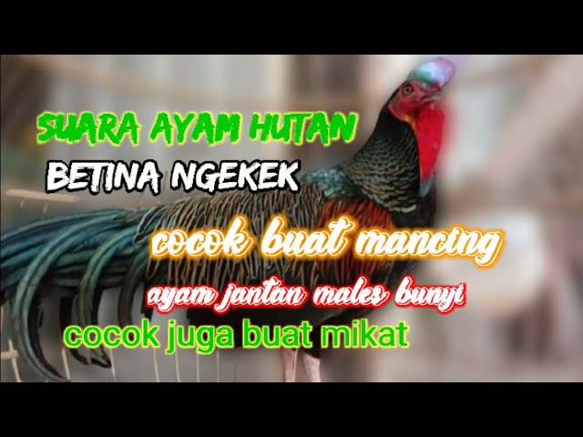 AYAM HUTAN NGEKEK COCOK BUAT MANCING/MIKAT class=