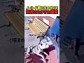 【衝撃】ノーリード飼い主のせいで銃殺されかけたピットブル　#いぬ #犬 #ワンコ #犬動画 #ピットブル #ノーリード #噛みつき犬 #銃殺 #危険 #衝撃映像 #shorts