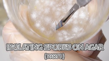 Isolating Spores on Agar (Part 1) | Germinating An Isolate From Spore | Mushroom Cultivation