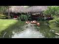 Flamingos Fighting