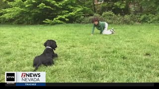 Autism in dogs How To Tell If A Dog Has Autism