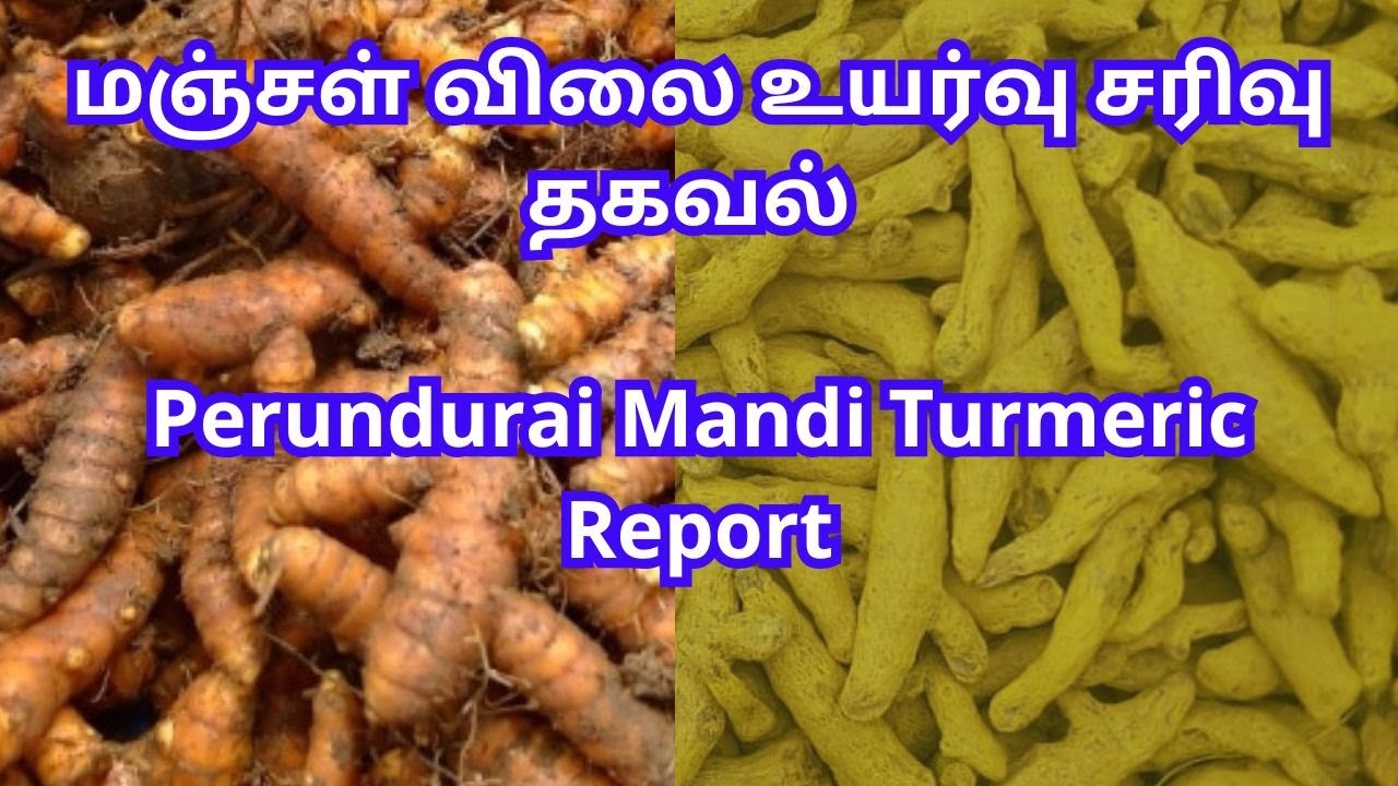 மஞ்சள் விலை உயர்வு சரிவு தகவல் | Perundurai Mandi Turmeric Report ...