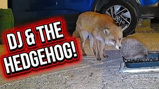 Dj Is So Inquisitive 🦊❤️