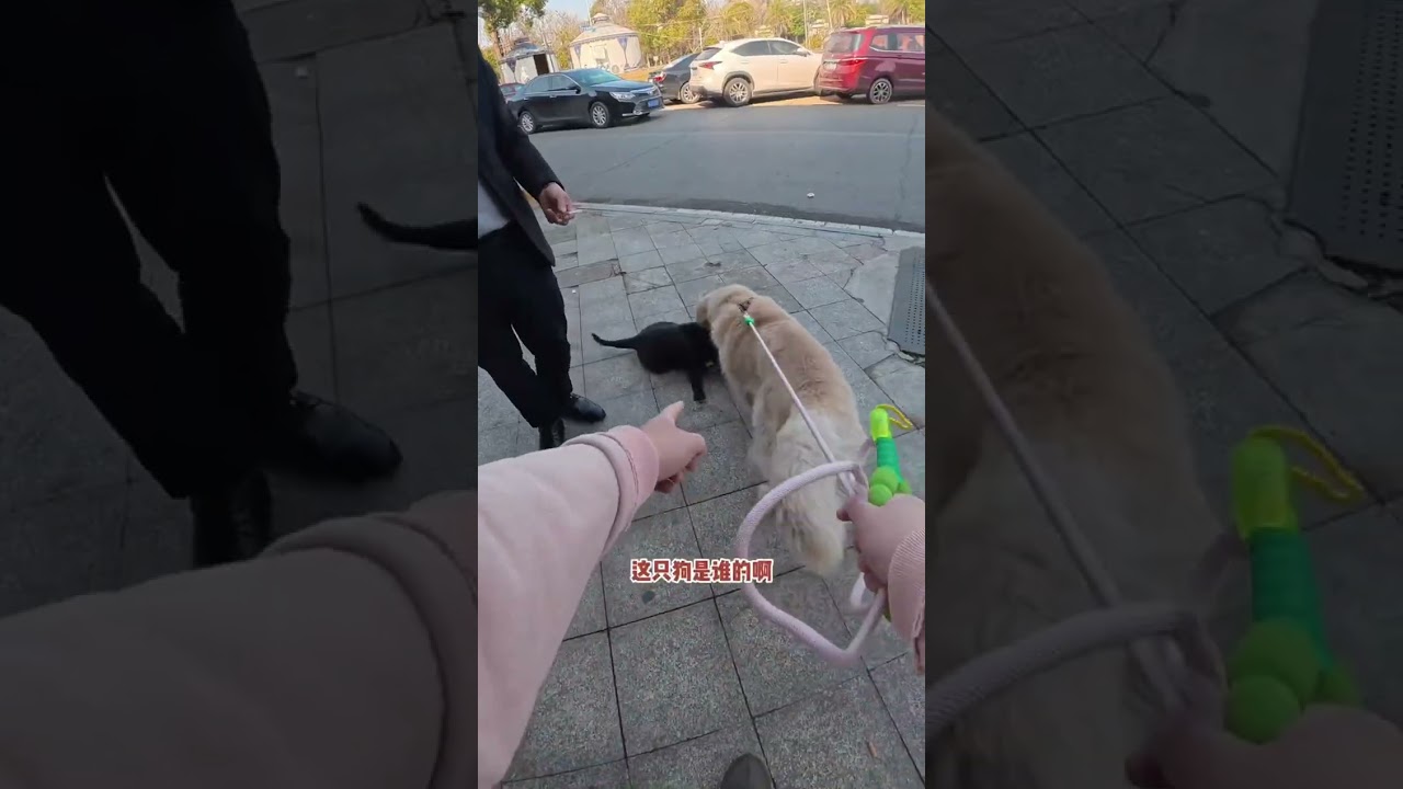 Only the emotions and friendships of animals are the purest. Sometimes a friend and a bad