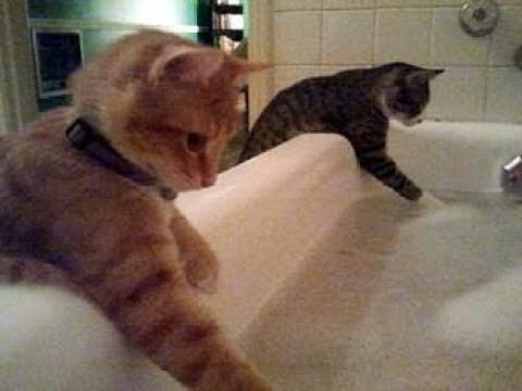 最近の猫ちゃんの「お風呂事情」がおもしろくて可愛い♡～Cute interesting is "Bathing circumstances" of recent cat.
