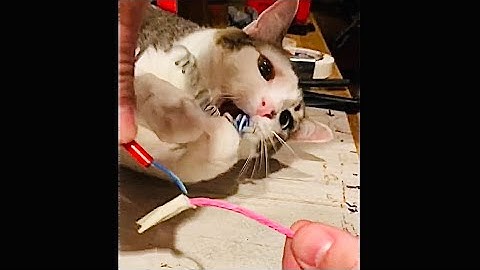 *HOW-TO* - Connecting Electronic Ignitors To Visco Fuse