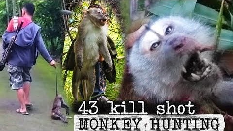 MONKEY HUNTING IN ASIA‼️ Extreme Pest control monkey : 43 shot monkey 🔥 Berburu kera