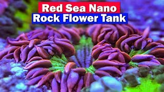 Red Sea Max Nano Rock Flower Anemone Reef Tank