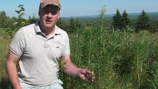 Goldenrod Gall