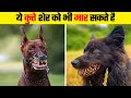 दुनिया के सबसे खतरनाक कुत्ते | Most Dangerous Dogs in the World