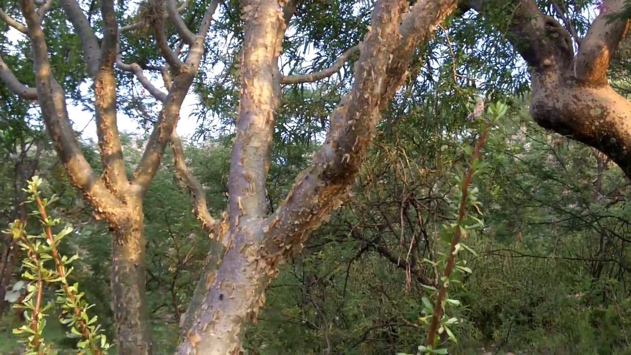 Sangre de Grao Planta medicinal YouTube