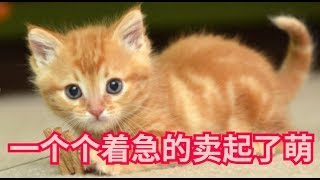 一大窝小奶猫看见主人在拍照，一个个着急的卖起了萌 by 大爱猫咪控 25 views 4 years ago 3 minutes, 24 seconds