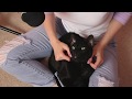 Pampering Dawn the Black Cat (ASMR soft spoken, heavy purring)