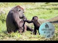 BABY GORILLA KIANGO HANGS OUT WITH HIS FAMILY
