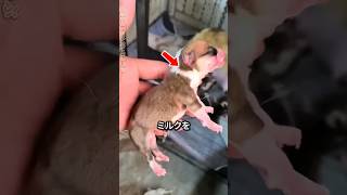 動かなくなった子犬。何が起きたの…？