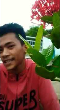 Sindiran cewe ngartis