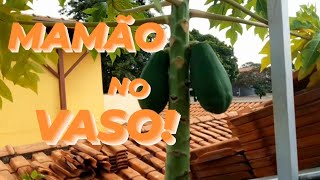 NOSSAS FRUTAS PLANTADAS NO VASO!