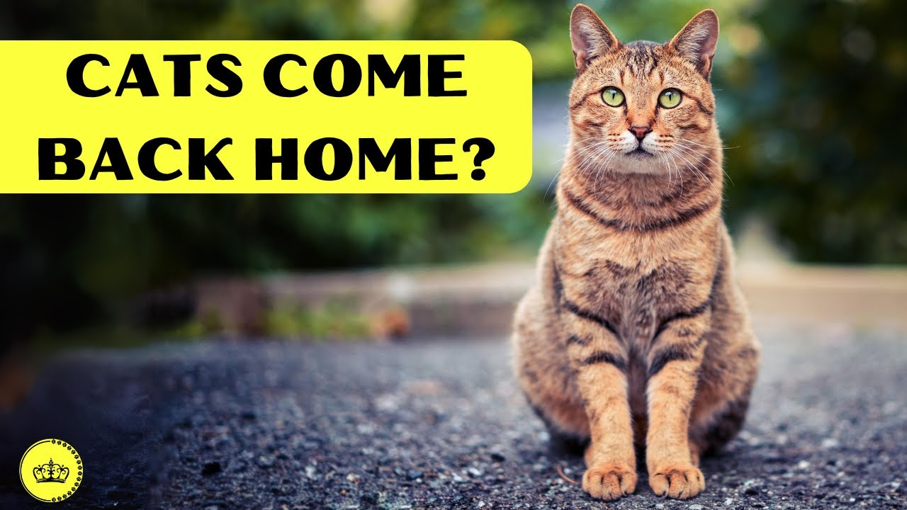 Cats Return Home After Escaping? Discover the Truth! YouTube
