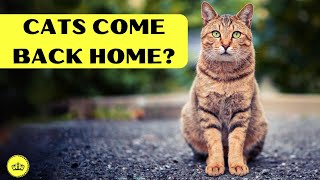 Cats Return Home After Escaping? Discover the Truth!