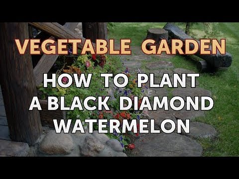 Video: Black Diamond Melon Info – How To Grow Black Diamond Watermelon Plants