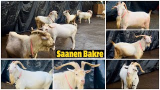 India’s Best Saanen Goats at JD Goat Farm