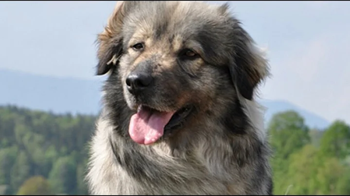 Karst Shepherd Dog
