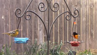 A Few Tips On Feeding Grape Jelly To Orioles and What To Expect