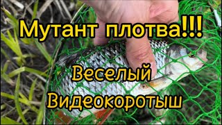 МУТАНТ плотва!!!Рыбалка на ФИДЕР.Рыбалка в Ленинградской области.#рыбалка #фидер #лещ