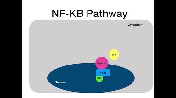NF-KB Pathway: Import & Export