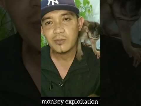 must watch. monkey torture. #shorts