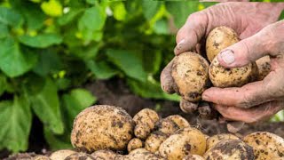 افضل طريقه لزراعه البطاطس |How to grow Potatoes at home