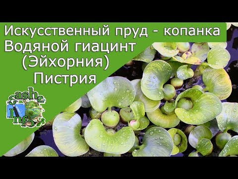 Video: Wasserhyazinthe