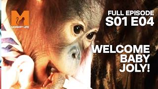 Baby Orang Joly Arrives from Russia | Monkey Life Season 1 EP 4 | Monkey Life