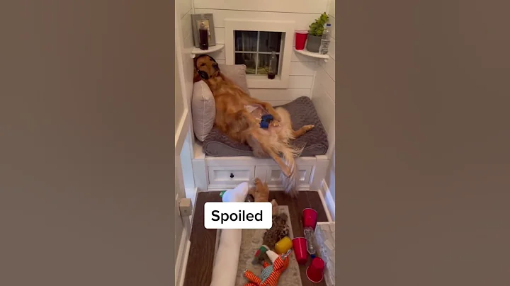 What makes my dog Teddy? #dog #goldenretriever #shorts - DayDayNews