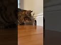 Shocking! Watch This Mouse Come Face To Face With A Curious Cat #wildlife #nature #shorts